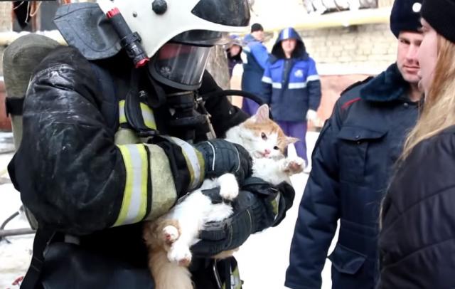 Vatrogasci spasli macu koja je upravo iskoristila jedan od 9 života