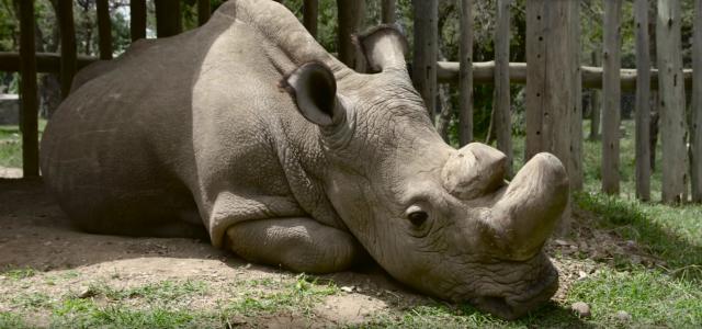 Ovako izgleda izumiranje: Bliži se kraj poslednjeg belog nosoroga