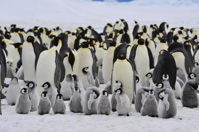 Otkrivena kolonija od  milion i po pingvina na Antarktiku
