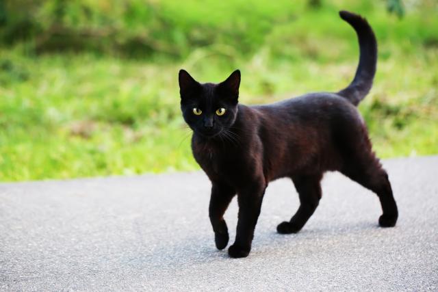 Crne mačke, ustvari, donose sreću?