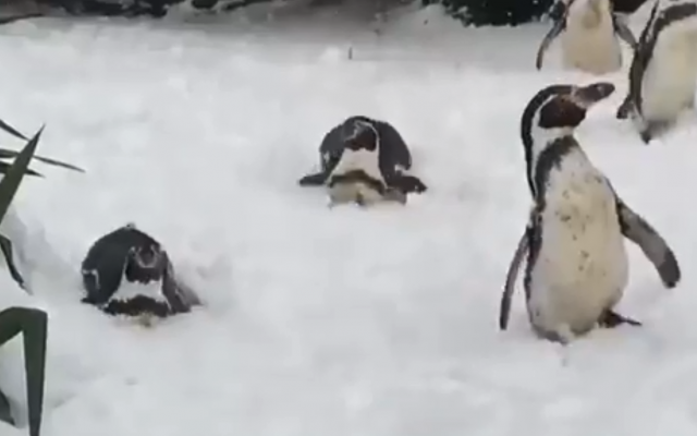 Irska okovana snegom, ali zato u zoološkom vrtu redak prizor /VIDEO