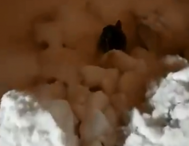 Kako je izgubljeni zec spasen iz oluje /VIDEO