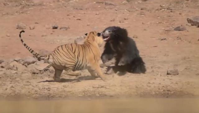Borba za vodu: Pogledajte okršaj tigra i medvedice sa mladuncima
