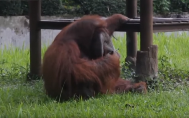 Snimak iz zoo-vrta izazvao bes javnosti /VIDEO