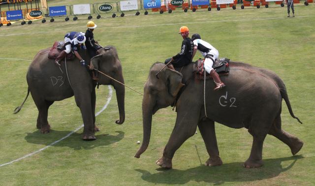 Slonovi u Bangkoku zaigrali polo / FOTO