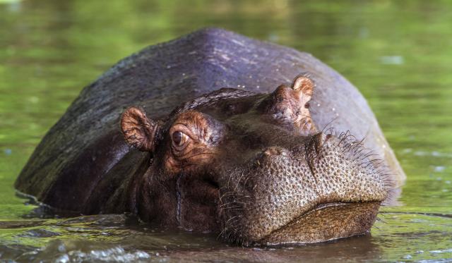 Nilski konj mesecima vršlja Meksikom, niko ne zna odakle je došao
