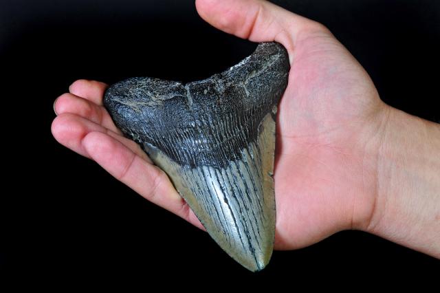 Vredan zub ogromnog praistorijskog predatora ukraden u Australiji