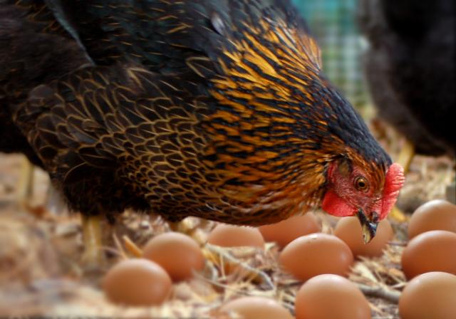Rešena najveæa dilema: Šta je starije, kokoška ili jaje?