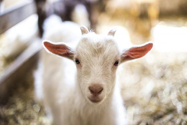 Albanija poèinje da izvozi ovce i koze u Srbiju