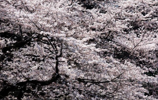 Trešnje u Tokiju oznaèile dolazak proleæa