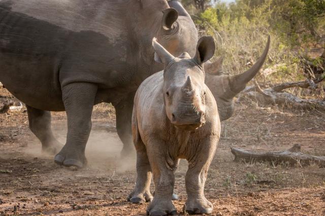Zabeležen porast broja jednorogih nosoroga u Indiji
