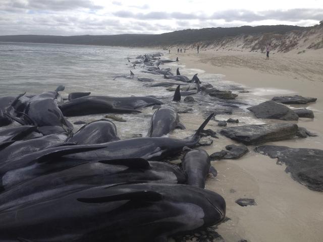 Više od 150 kitova nasukalo se na zapadu Australije / FOTO