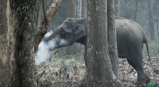 Bizarno ponašanje slona ostavilo nauènike bez odgovora