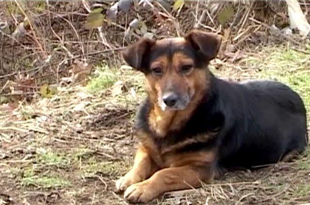 I Kuršumlija ima svog Hačika: Priča koja slama srce