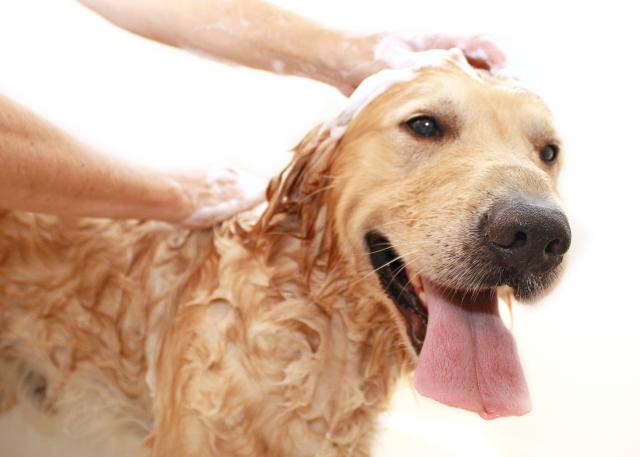 Koliko èesto treba kupati psa?