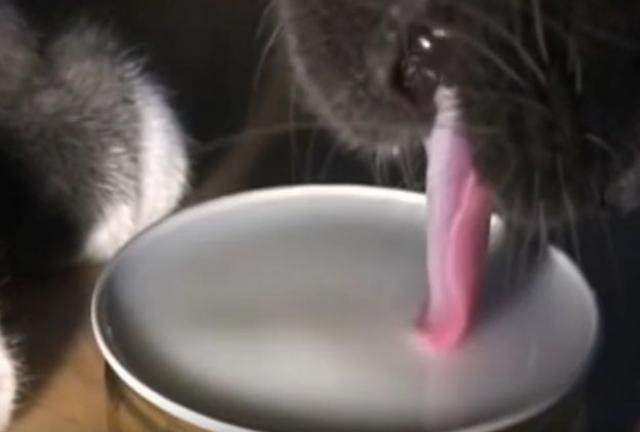 Fascinantan snimak: Ovako maèke zaista piju /VIDEO