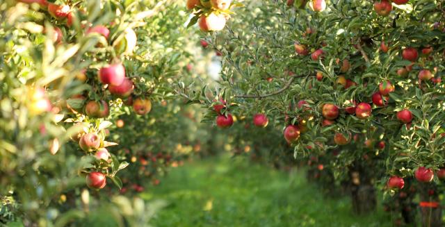 Putin naredio: Ne kupujemo više jabuke, veæ - sadnice