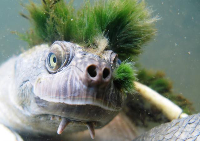 Ugrožena pank kornjača je redak daleki rođak dinosaurusa FOTO / VIDEO