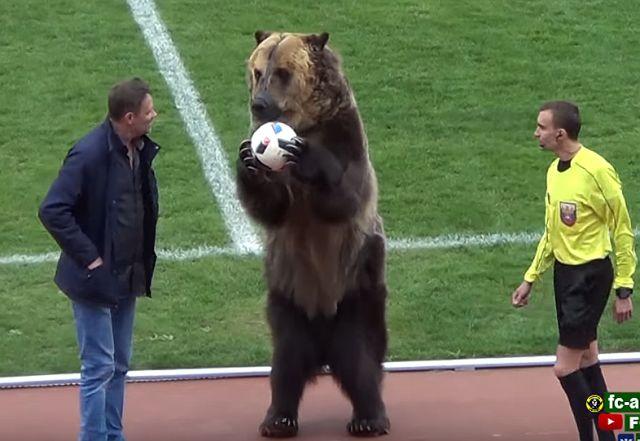 Oglasila se PETA: Snimak iz Rusije sa medvedom "šokantan i nehuman"