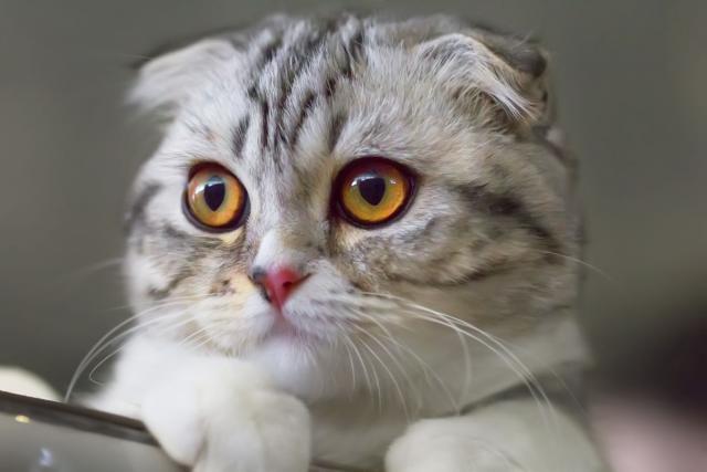 Prodaja mačaka u Rusiji skočila za 213 odsto, a ovu vrstu svi žele