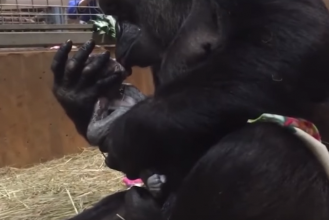 Dirljivo: Prvi susret mame gorile i njene tek roðene bebe /VIDEO