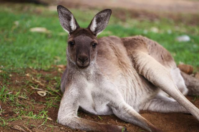 Uginuo kengur koga su posetioci zoo-vrta gaðali kamenjem da bi skakao