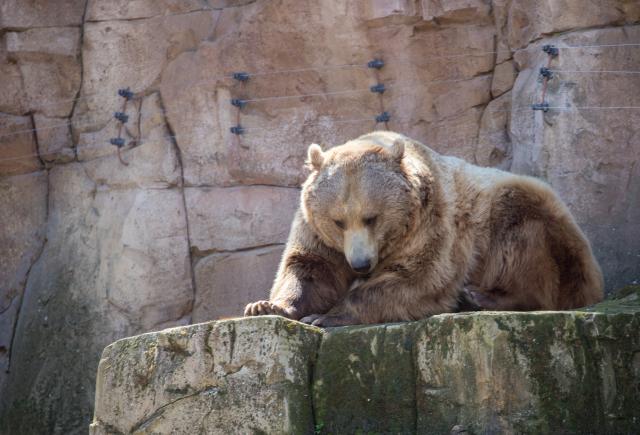Retki mrki medved uginuo nakon što mu je stavljena radio kragna