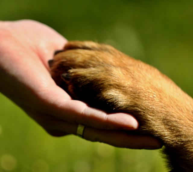 Psi bi mogli da pomognu u leèenju šizofrenije i autizma