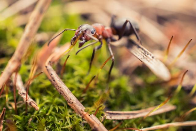 Nauènici u Aziji otkrili novu vrstu "eksplodirajuæih mrava"