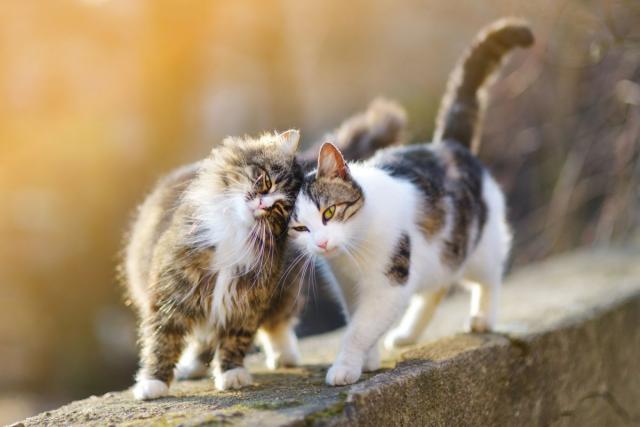 Sedam načina na koje nam mace pokazuju ljubav