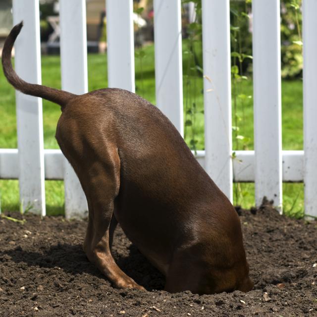 Pet razloga zbog kojih psi kopaju rupe u zemlji