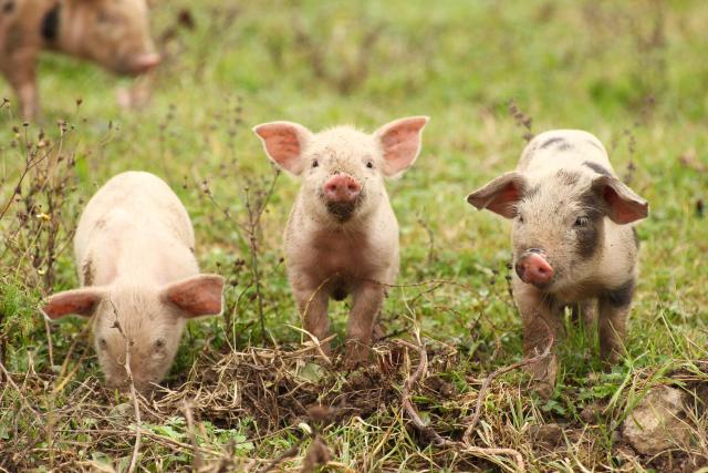 Na KiM otvorena farma za tov svinja