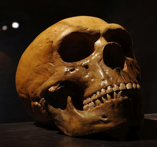 Da li su neandertalci izumrli zbog velièine mozga?