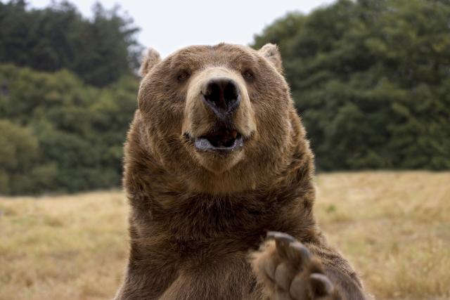 Rumunija želi da smanji broj medveda za 2.000