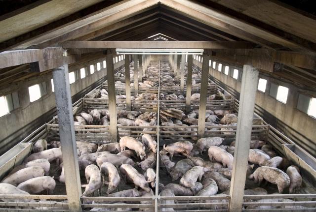 Zabrana uvoza svinjetine, šta æe biti sa cenom?