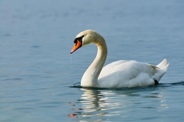 News about swan whose wings had been cut off was false