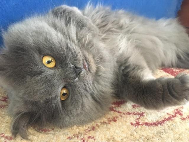 Koliko dugo žive maèke?