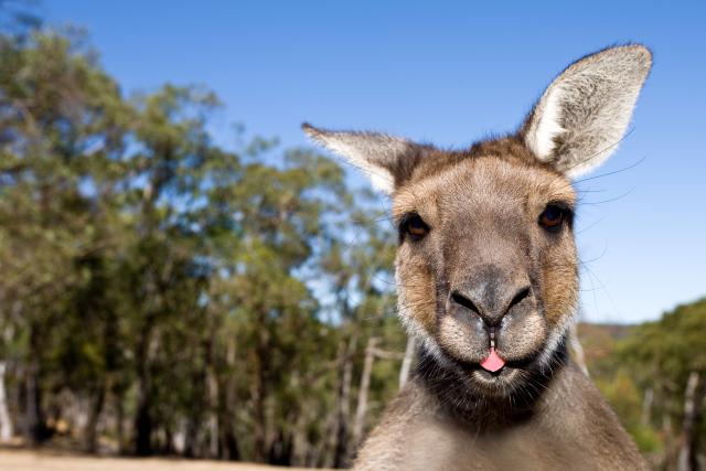 Zašto kenguri masovno nasrću na turiste?