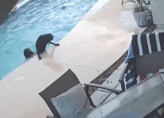 Pas spasao drugog psa koji se davio u bazenu / VIDEO