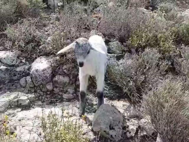 Neverovatna priča o izgubljenoj kozi sa Krita