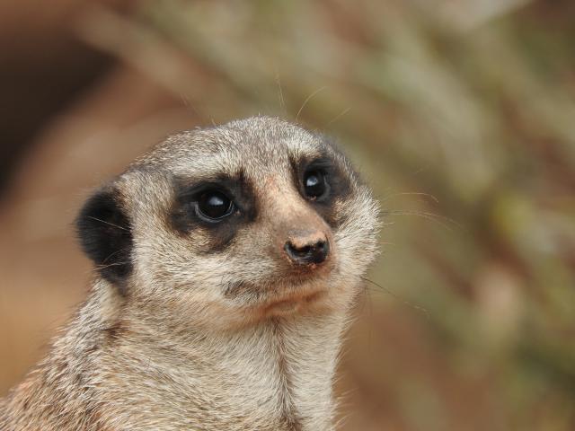 Deèak usmrtio trudnu ženku merkata u zoološkom vrtu