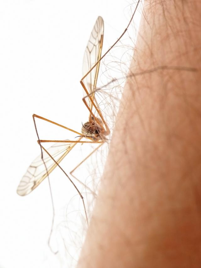 Ove èetiri grupe ljudi komarcima su "laka meta", a jednu krvnu grupu obožavaju