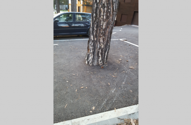 Zabetonirao bor na Zlatiboru, iscrtao parking mesta FOTO