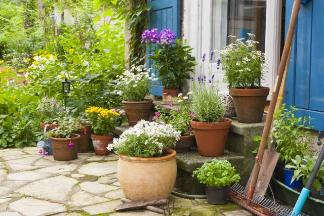 Najbolji eliksir za kuæne biljke: Da vam terasa opet ozeleni