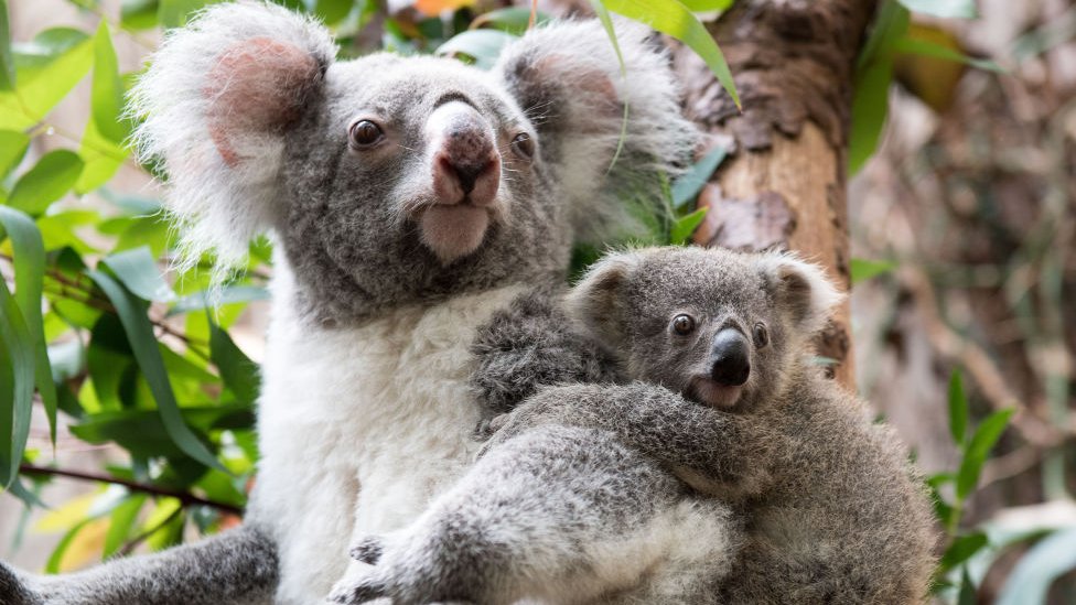 Kako je hlamidija postala najveæi neprijatelj koala