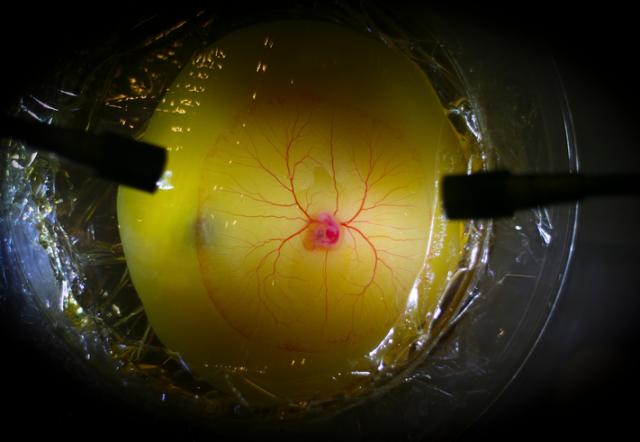 Neobičan embrion: Naučnici stvorili hibrid čoveka i kokoške