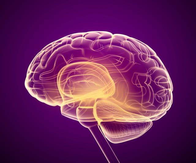 Naučnici konačno otkrili zašto je ljudski mozak toliko veliki