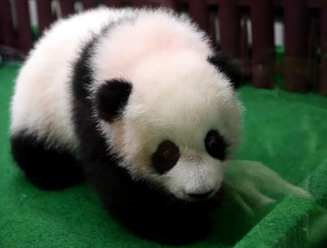 Preslatko mladunče pande predstavljeno javnosti / VIDEO