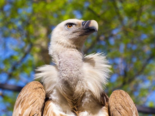 Kako orlovi u Srbiji preživljavaju zahvaljujuæi ljudima