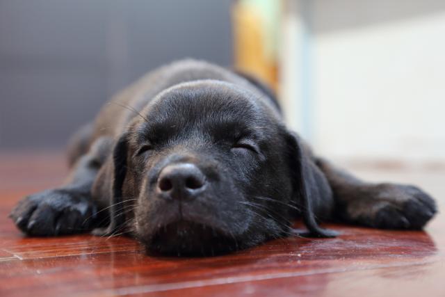 Koliko psi spavaju i šta sanjaju?